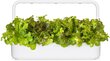 Punase tammelehe salat Click & Grow, 3 tk цена и информация | Köögivilja-, marjaseemned | kaup24.ee