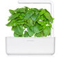 Marseille basiilik Click & Grow Smart Garden refill, 3tk hind ja info | Maitsetaimede seemned | kaup24.ee