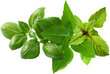 Click & Grow Plant Pod Basil Variety Mix, 9tk hind ja info | Maitsetaimede seemned | kaup24.ee