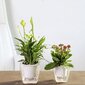 Iseenesest laienev pott / lillepott ja taimed- väikesed hind ja info | Dekoratiivsed lillepotid | kaup24.ee