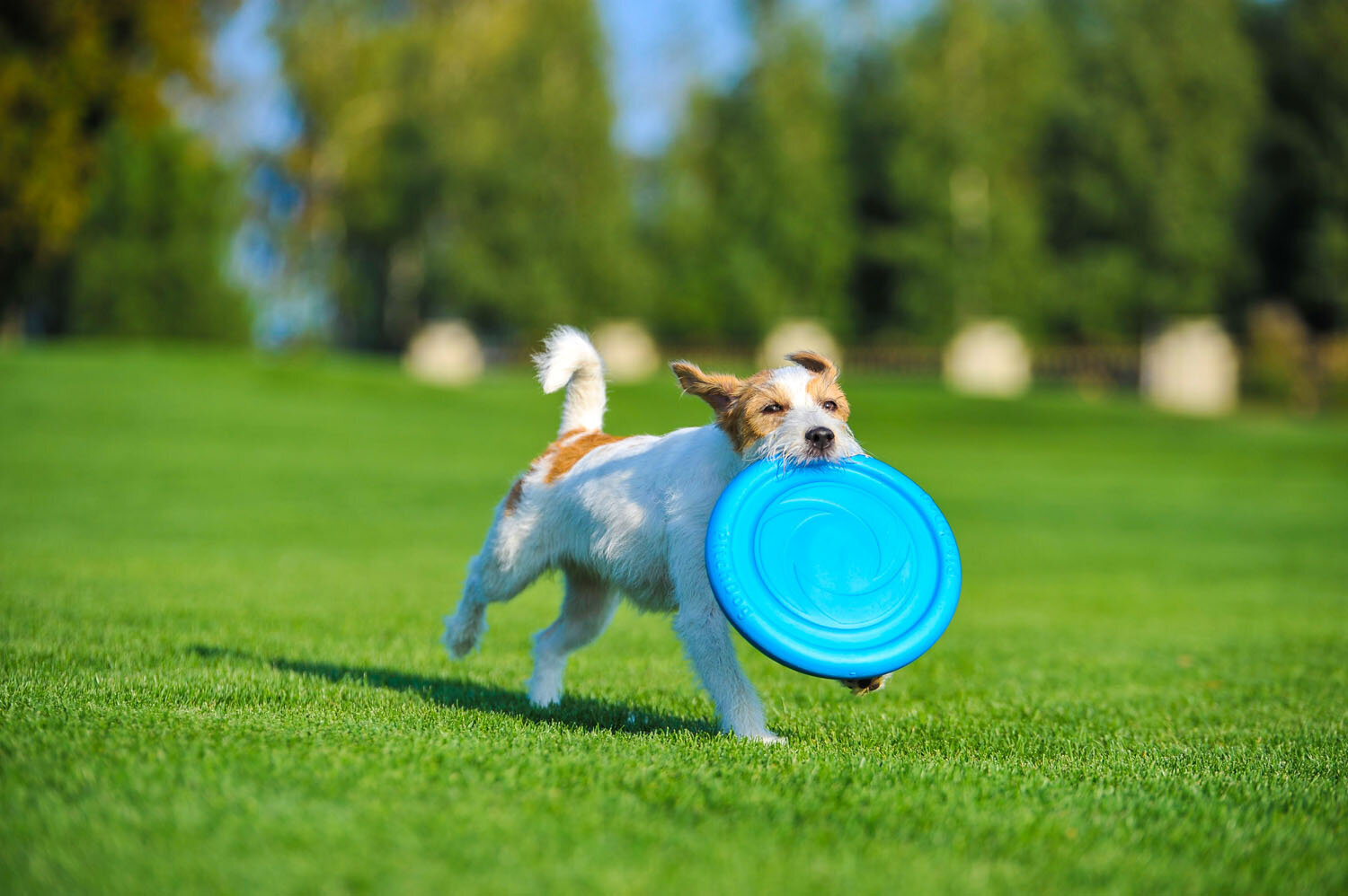 Interaktiivne mänguasi koertele lendav ketas Doggy Pitchdog, 24 cm, oranž hind ja info | Mänguasjad koertele | kaup24.ee