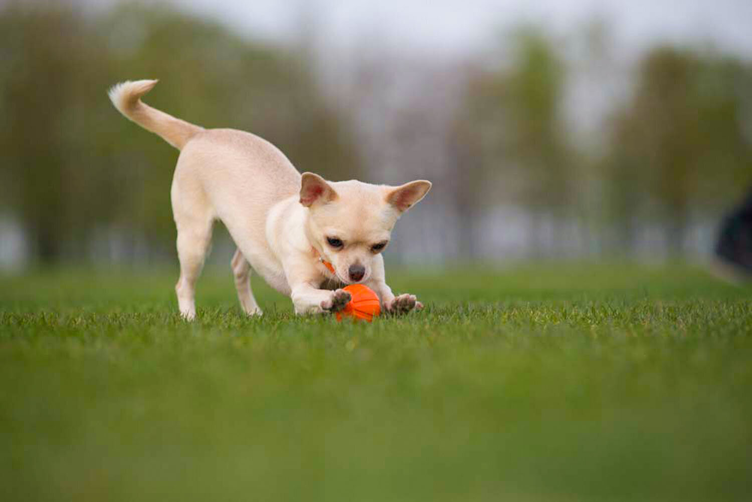 Interaktiivne koeramänguasi Doggy Liker, 5 cm, oranž hind ja info | Mänguasjad koertele | kaup24.ee