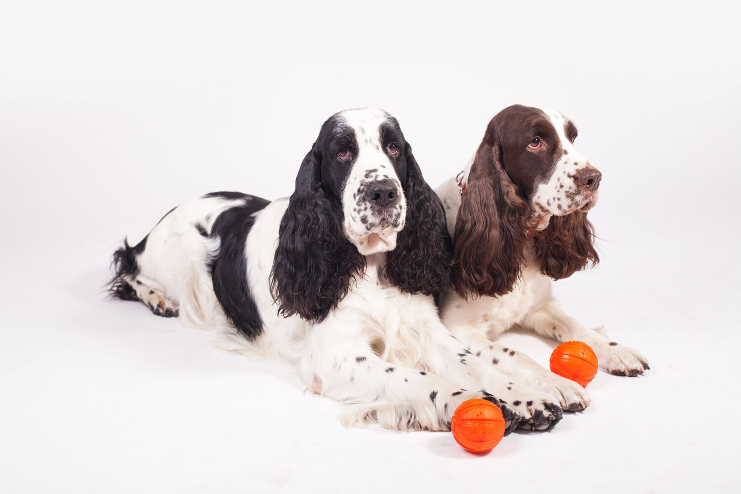 Interaktiivne koeramänguasi Doggy Liker, 5 cm, oranž цена и информация | Mänguasjad koertele | kaup24.ee