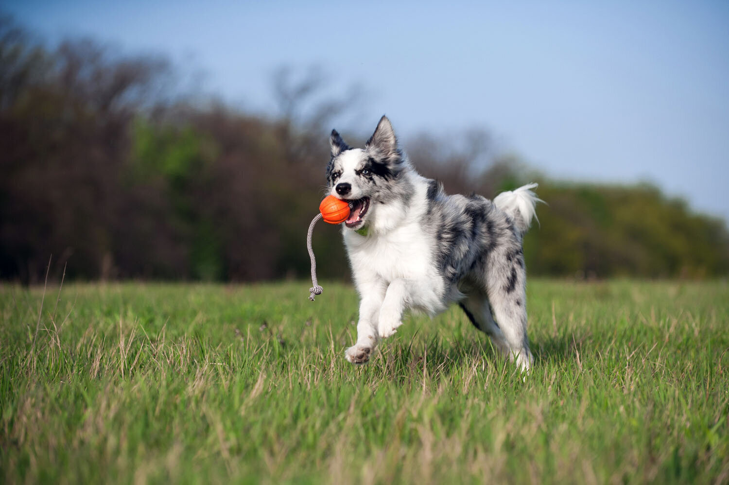 Interaktiivne mänguasi koerale Doggy Liker Cord, 7 cm, oranž hind ja info | Mänguasjad koertele | kaup24.ee