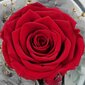 Inglikujulises kuplis igavene roos hind ja info | Muud kingitused | kaup24.ee