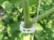Tomatiklambrid, 20 tk hind ja info | Aiatööriistad | kaup24.ee