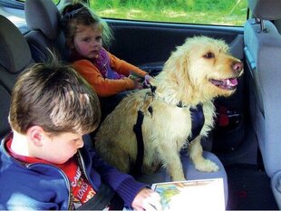 Ремень безопасности для маленьких собак Zolux, черный цвет цена и информация | Принадлежности в дорогу | kaup24.ee