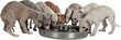 Metallist kauss loomadele Trixie, 4 l, 38 cm hind ja info | Toidukausid loomadele | kaup24.ee