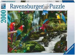 Пазл Ravensburger Jungle parrots, 2000 деталей цена и информация | Пазлы | kaup24.ee