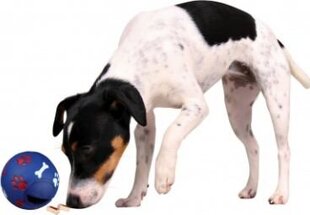 Pall koertele Trixie, 14cm, 1 tk hind ja info | Mänguasjad koertele | kaup24.ee