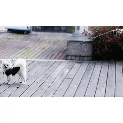 Automaatne koerarihm StoreXO, 5m/15kg hind ja info | Koerte jalutusrihmad | kaup24.ee