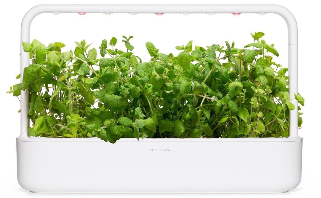 Piparmündi komplekt Click & Grow Smart GArden, 3 tk цена и информация | Nutipotid ja taimelambid | kaup24.ee