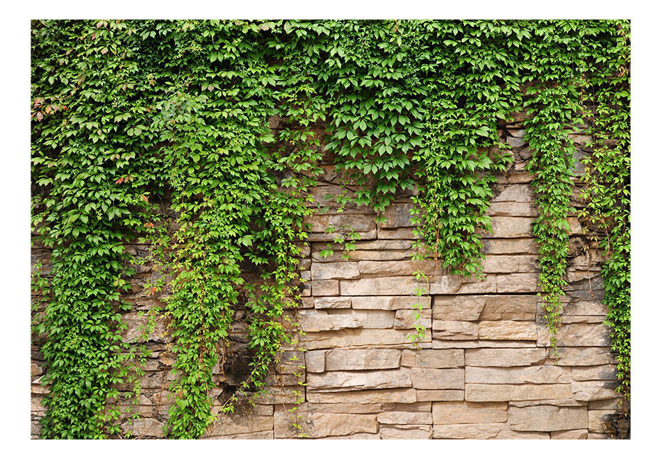 Fototapeet - Ivy wall цена и информация | Fototapeedid | kaup24.ee