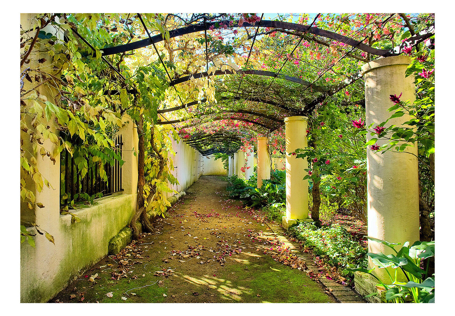 Fototapeet - Pergola hind ja info | Fototapeedid | kaup24.ee