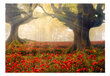 Fototapeet - Morning among poppies цена и информация | Fototapeedid | kaup24.ee