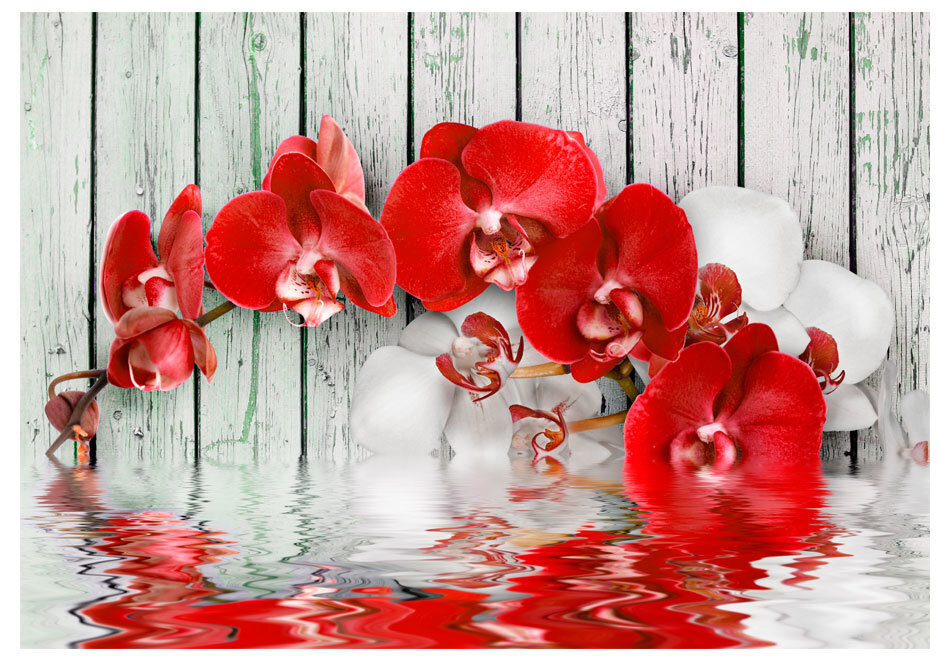 Fototapeet - Ruby orchid hind ja info | Fototapeedid | kaup24.ee