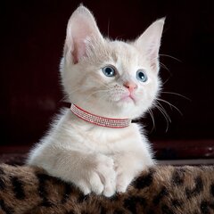 Ошейник для кошки с блестящими камнями ToParts4u, розовый цена и информация | Поводки и ошейники для кошек | kaup24.ee