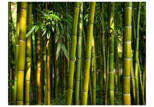 Fototapeet - Asian bamboo forest цена и информация | Фотообои | kaup24.ee