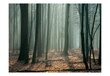 Fototapeet - Witches' forest цена и информация | Fototapeedid | kaup24.ee