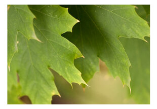 Fototapeet - Leaves hind ja info | Fototapeedid | kaup24.ee