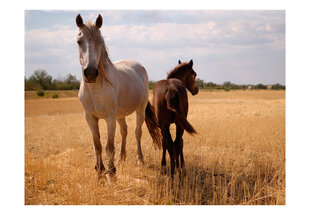 Fototapeet - Horse and foal hind ja info | Fototapeedid | kaup24.ee