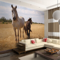 Fototapeet - Horse and foal цена и информация | Фотообои | kaup24.ee