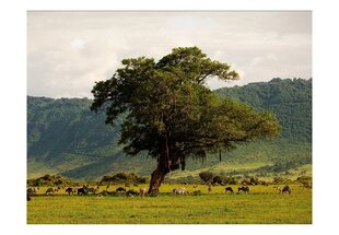 Fototapeet - In a crater of Ngoro ngoro hind ja info | Fototapeedid | kaup24.ee