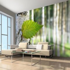 Fototapeet - Birch leaf цена и информация | Фотообои | kaup24.ee