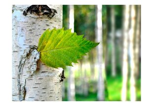 Fototapeet - Birch leaf цена и информация | Фотообои | kaup24.ee