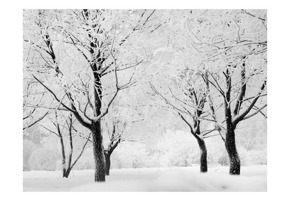 Fototapeet - Trees - winter landscape hind ja info | Fototapeedid | kaup24.ee