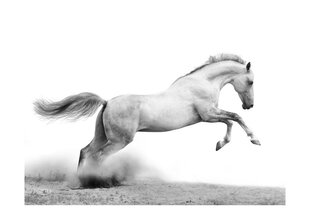 Fototapeet - White gallop hind ja info | Fototapeedid | kaup24.ee