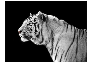 Fototapeet - White tiger цена и информация | Фотообои | kaup24.ee