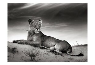 Fototapeet - Black and white lioness hind ja info | Fototapeedid | kaup24.ee