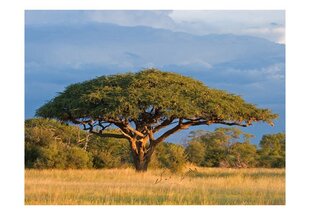 Fototapeet - African acacia tree, Hwange National Park, Zimbabwe цена и информация | Фотообои | kaup24.ee