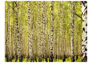 Fototapeet - Birch forest цена и информация | Фотообои | kaup24.ee