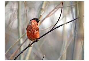 Fototapeet - Bullfinch in the forest цена и информация | Фотообои | kaup24.ee