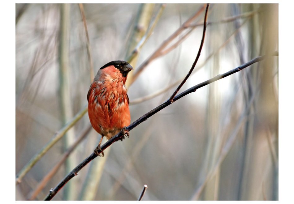 Fototapeet - Bullfinch in the forest hind ja info | Fototapeedid | kaup24.ee