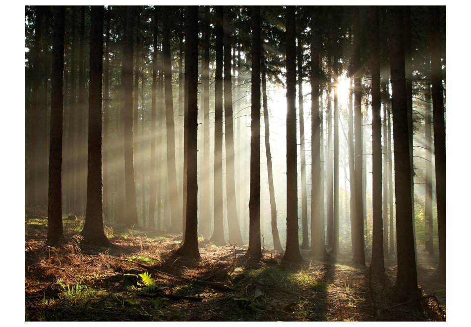 Fototapeet - Coniferous forest hind ja info | Fototapeedid | kaup24.ee