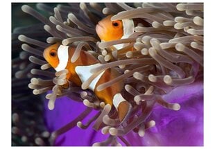 Fototapeet - Clownfish hind ja info | Fototapeedid | kaup24.ee
