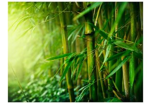 Fototapeet - jungle - bamboo цена и информация | Фотообои | kaup24.ee
