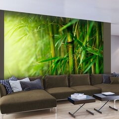 Fototapeet - jungle - bamboo цена и информация | Фотообои | kaup24.ee