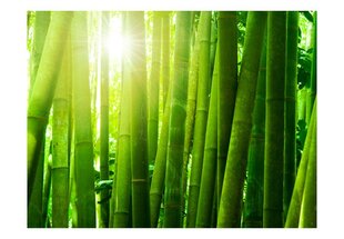Fototapeet - Sun and bamboo hind ja info | Fototapeedid | kaup24.ee
