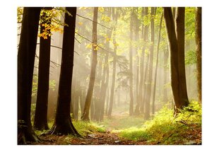 Fototapeet - Mysterious forest path цена и информация | Фотообои | kaup24.ee