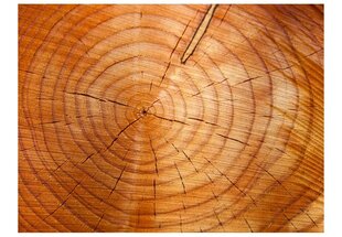 Fototapeet - Annual rings on a tree trunk hind ja info | Fototapeedid | kaup24.ee