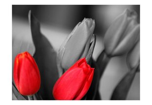 Fototapeet - Red tulips on black and white background цена и информация | Фотообои | kaup24.ee