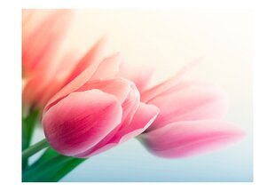 Fototapeet - Spring and tulips цена и информация | Фотообои | kaup24.ee