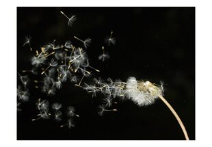 Fototapeet - Dandelion seeds carried by the wind цена и информация | Фотообои | kaup24.ee