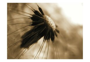 Fototapeet - dandelion - sepia hind ja info | Fototapeedid | kaup24.ee