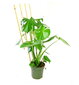 Bambusest redel 60 cm x 10 tk цена и информация | Vaasid, alused, redelid lilledele | kaup24.ee