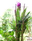 Bambusest redel 180 cm x 10 tk hind ja info | Vaasid, alused, redelid lilledele | kaup24.ee